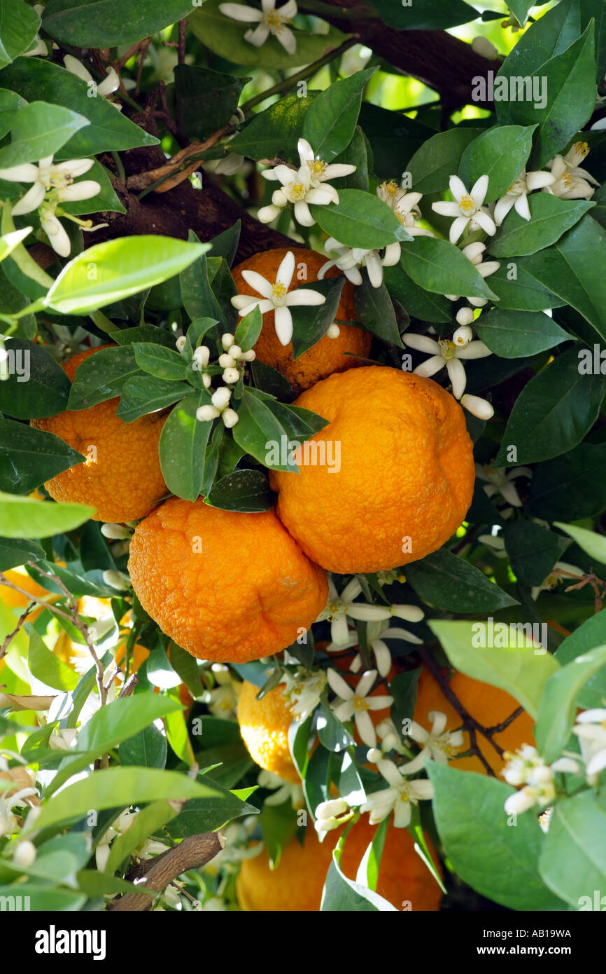 Orangen bereit, Pick- and -Blüte der Orangenbaum. Südspanien Europa EU Stockfoto