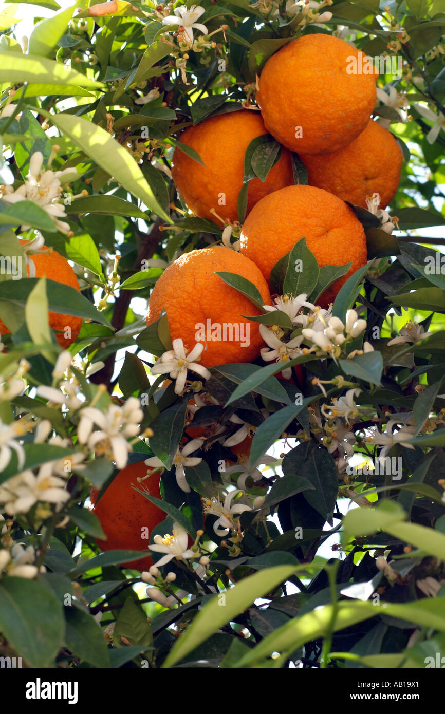 Orangen bereit, Pick- and -Blüte der Orangenbaum. Südspanien Europa EU Stockfoto