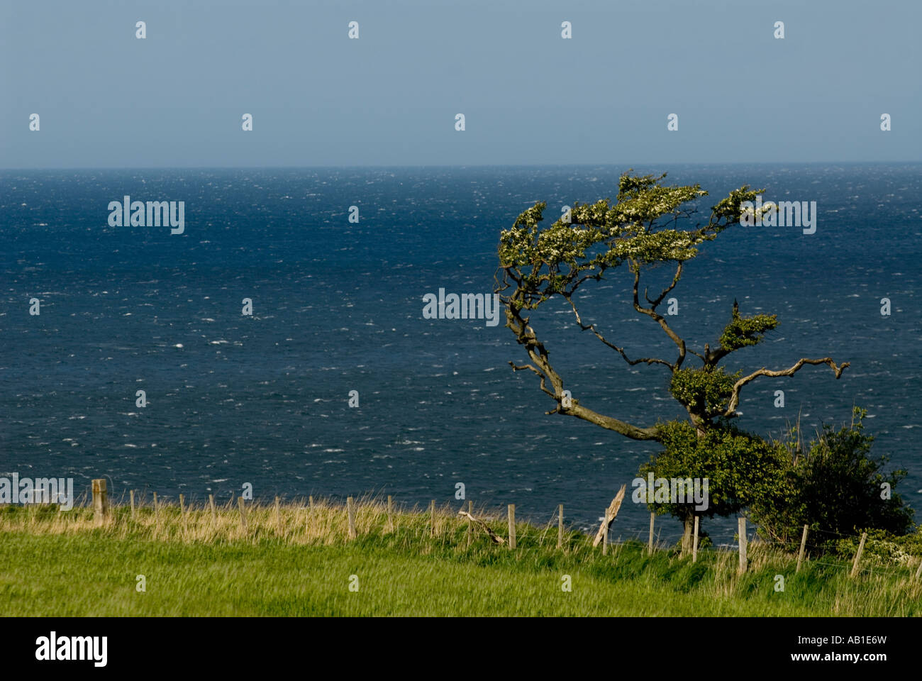 Wind fegte Baum auf küstennahen Klippen Stockfoto