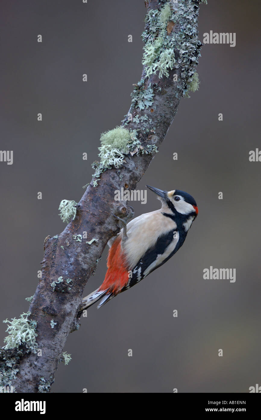 Buntspecht Dendrocops großen Männchen auf Birke Zweig Schottland Februar Stockfoto