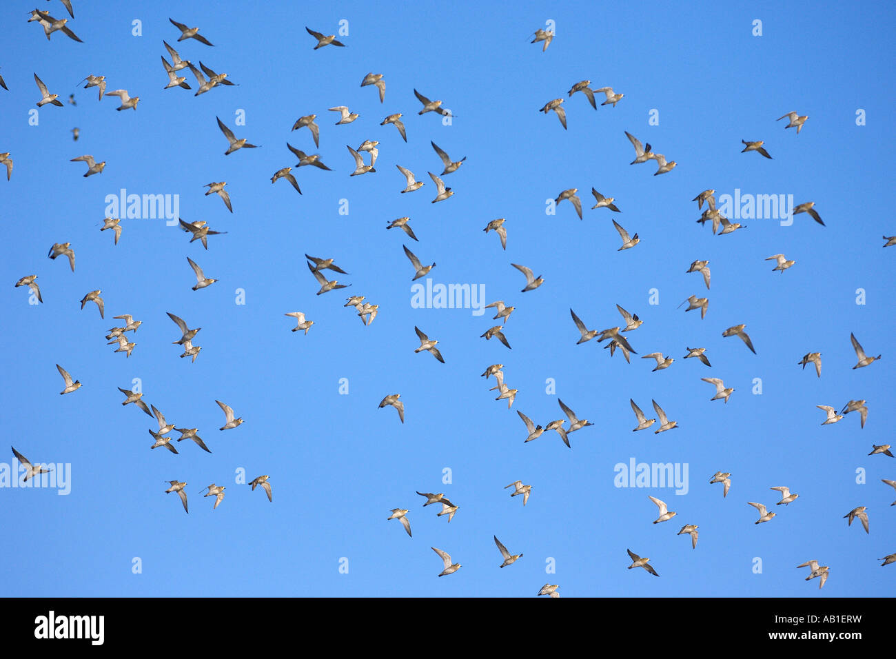 Goldregenpfeifer Pluvialis Apricaria Winter Herde im Flug Norfolk England März Stockfoto