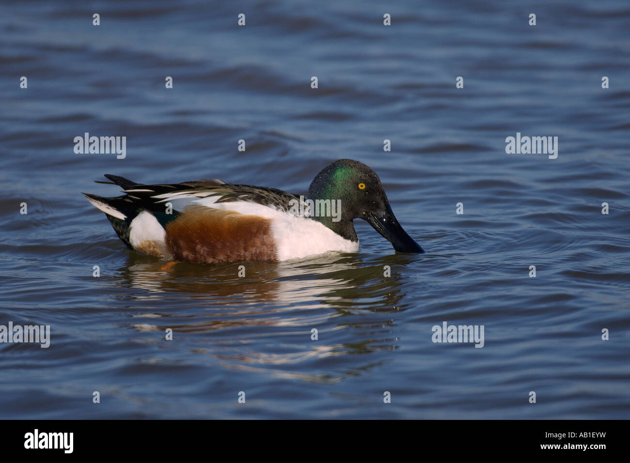 Nördlichen Löffelente Anas Clypeata Drake Dilettantismus North Norfolk England März Stockfoto