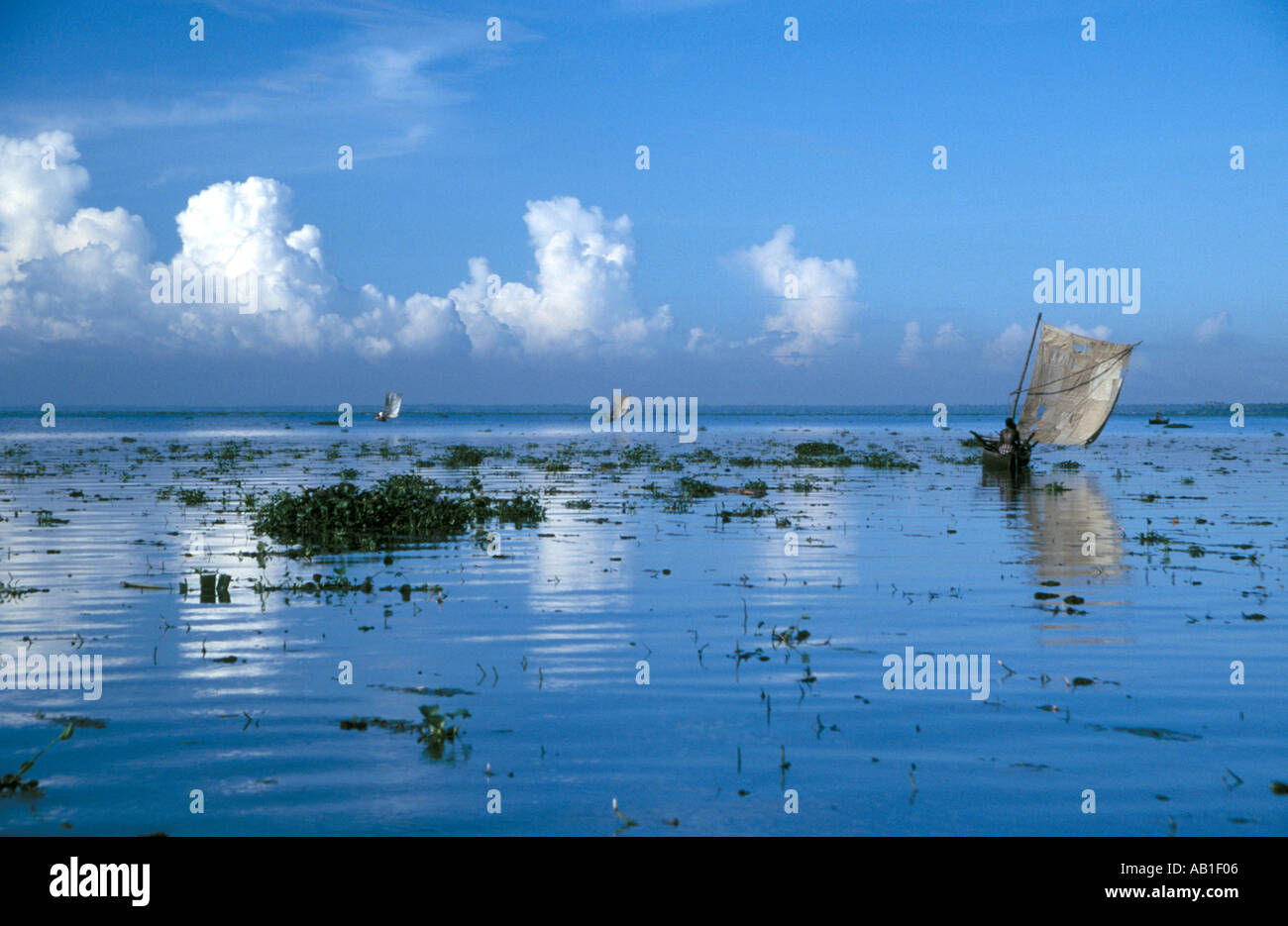 Angelboote/Fischerboote auf einem See in Kerala, Südindien mit gemeinsamen Wasserhyazinthe auf dem Wasser schwimmen. Stockfoto