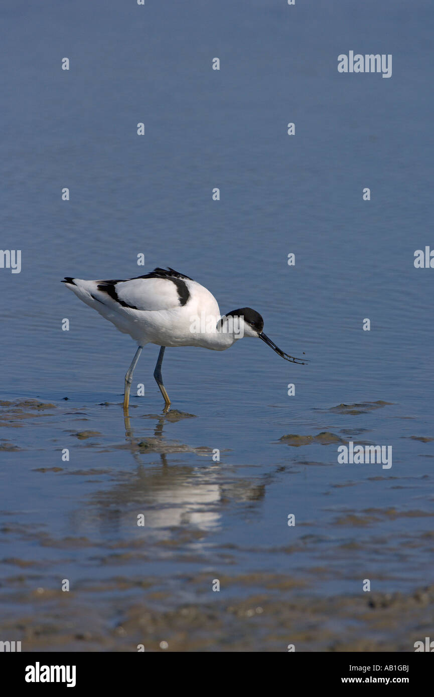 Pied Avocet Recurvirostra Avosetta Erwachsene Fütterung in seichten Lagune kann North Norfolk England Stockfoto