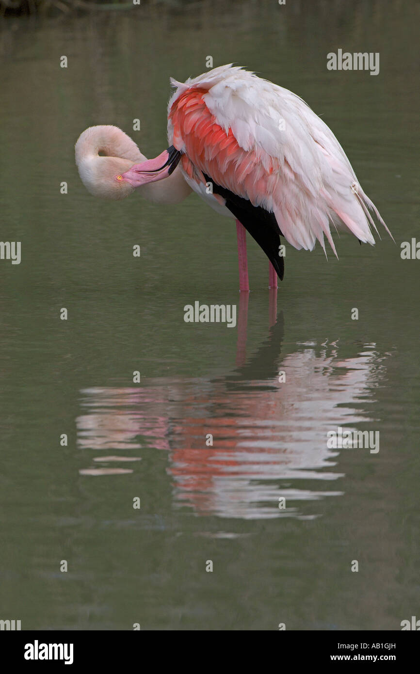 Größere Flamingo Phoenicopterus Ruber Erwachsenen putzen Camargue Frankreich Mai Stockfoto