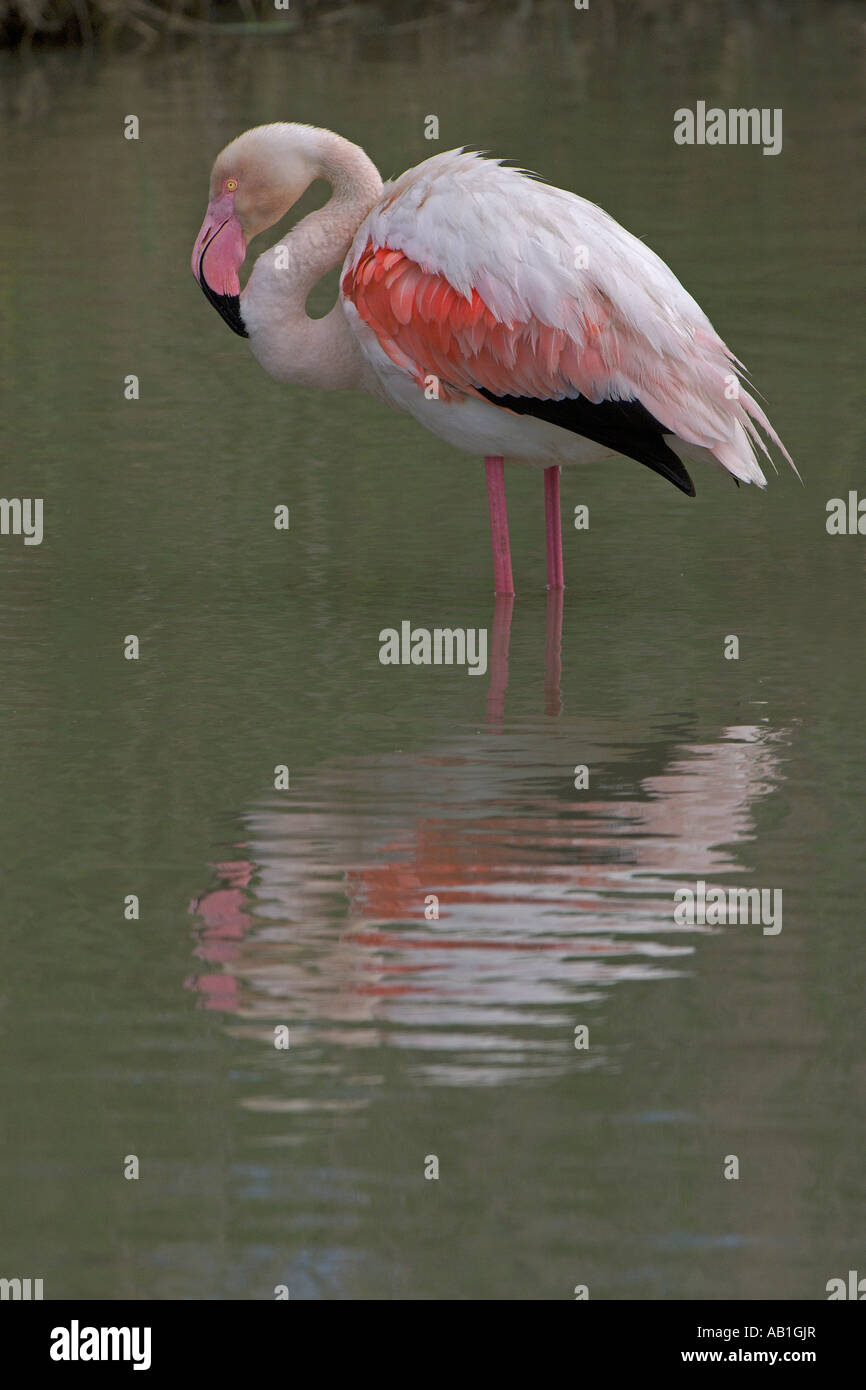 Größere Flamingo Phoenicopterus Ruber Erwachsenen Camargue Frankreich Mai Stockfoto