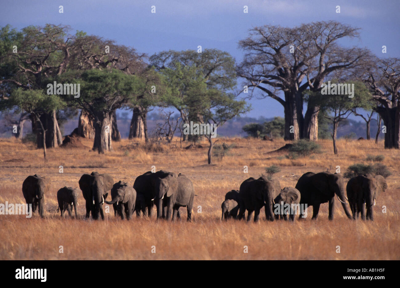 Afrikanische Elefanten Herde (Loxodonta Africana) vor Baobabs (Affenbrotbäume Digitata), Tarangire Nationalpark, Tansania Stockfoto