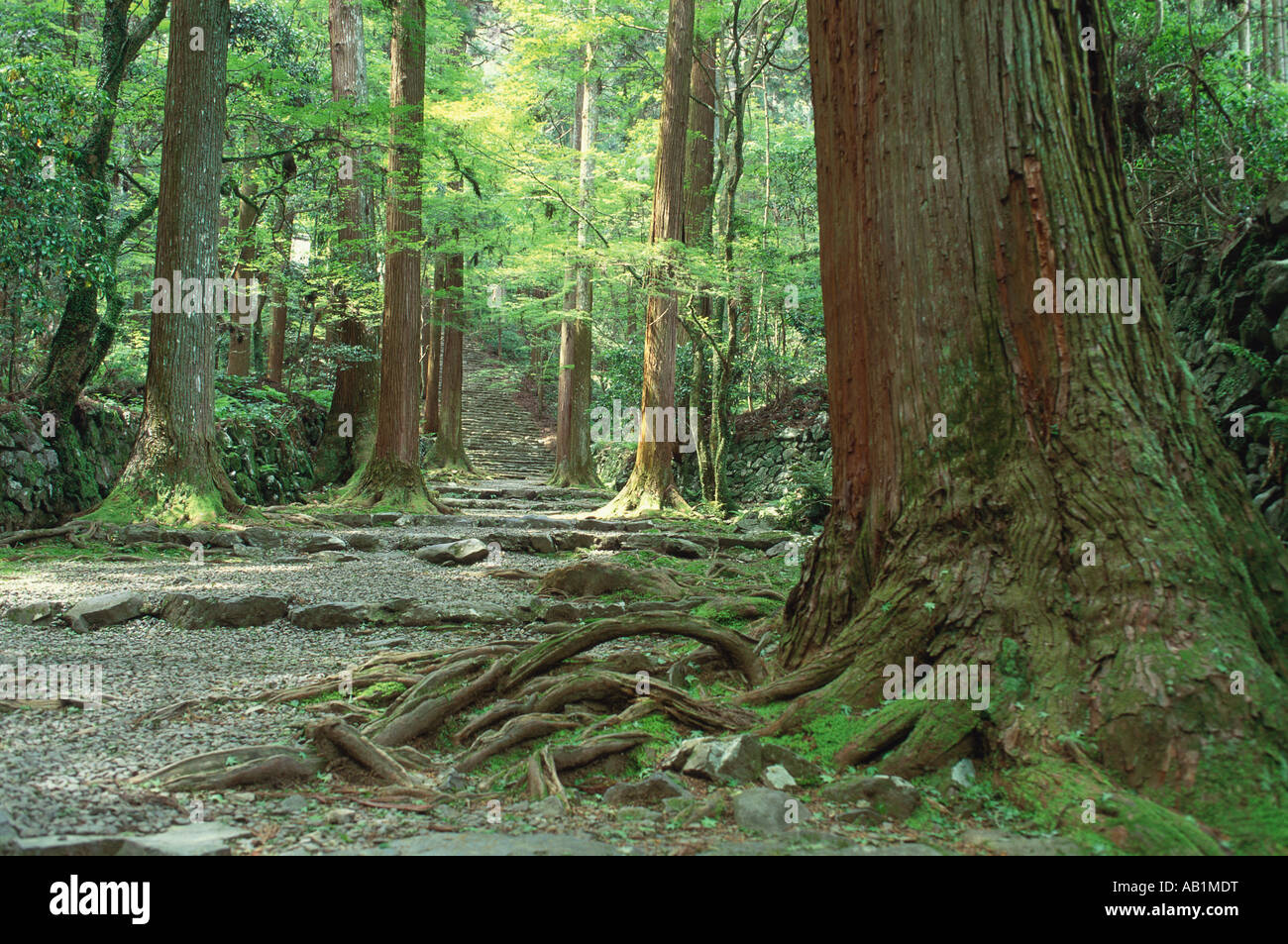 Gio-Ji Tempel Kyoto Prefecture Japan Stockfoto