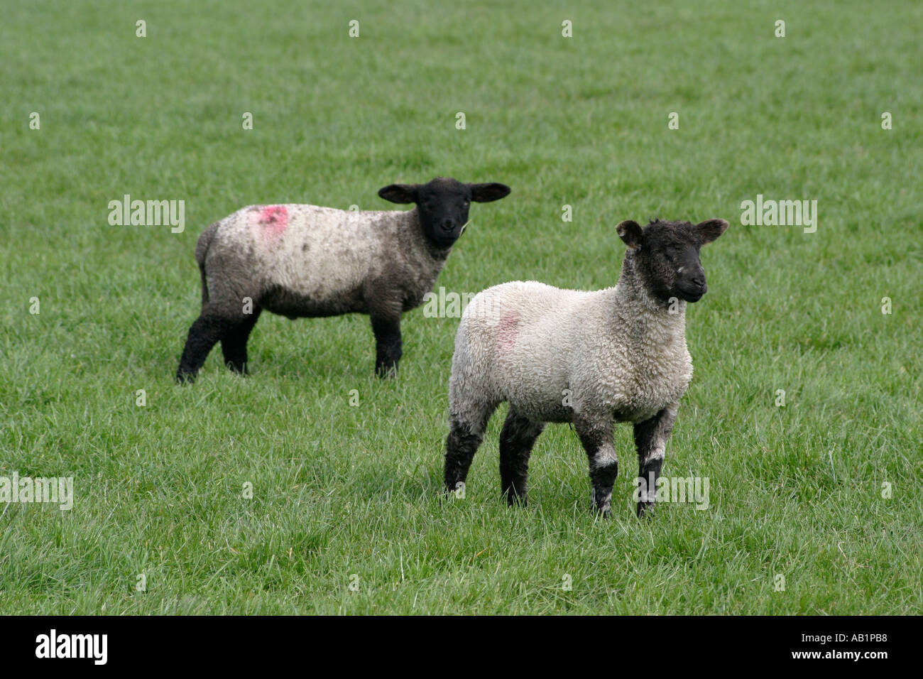 Zwei Lämmer mit schwarzen Köpfen, Blick auf den Betrachter Stockfoto