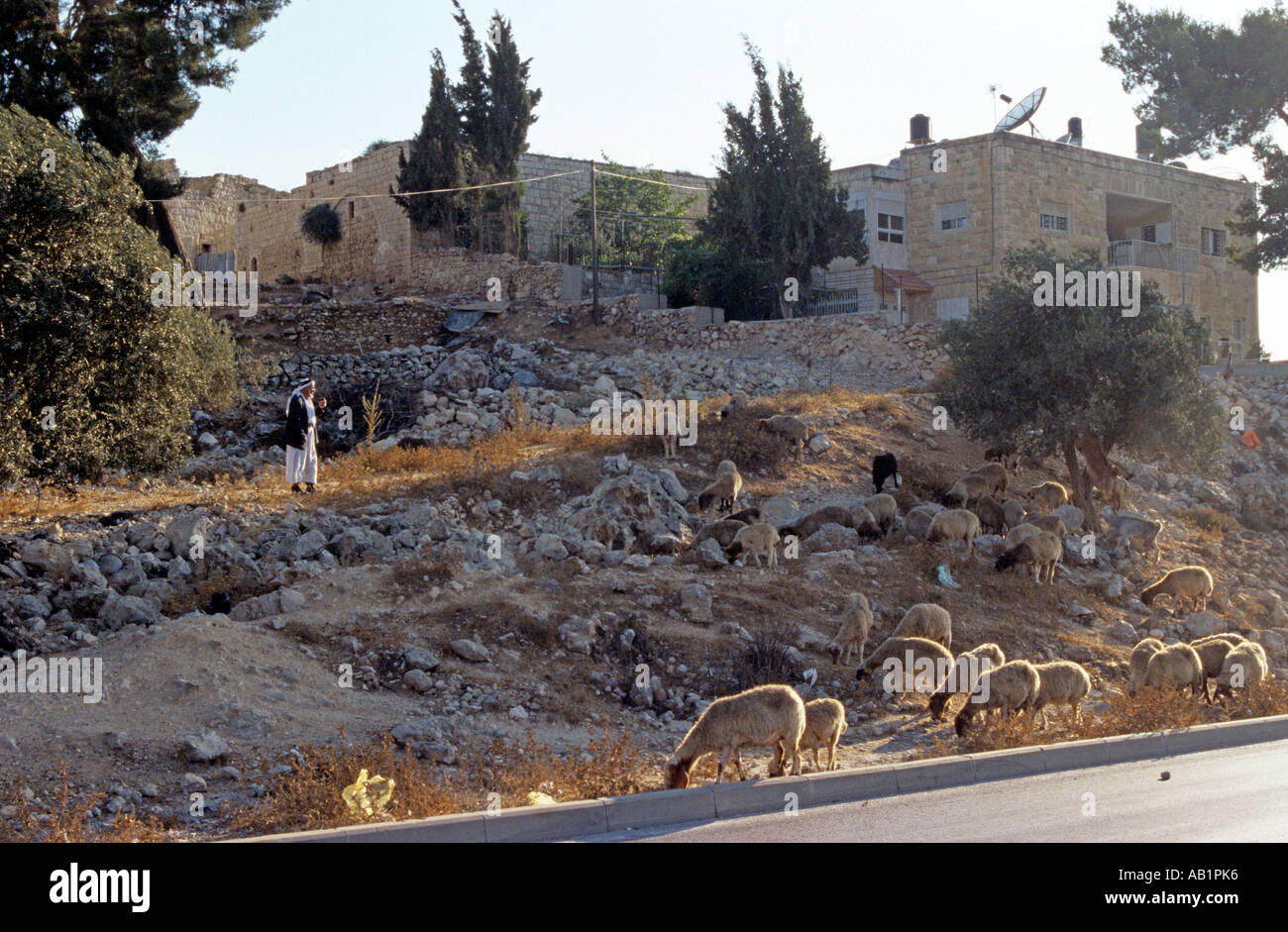 Mit schaf Beduinen, West Jerusalem, Israel Stockfoto