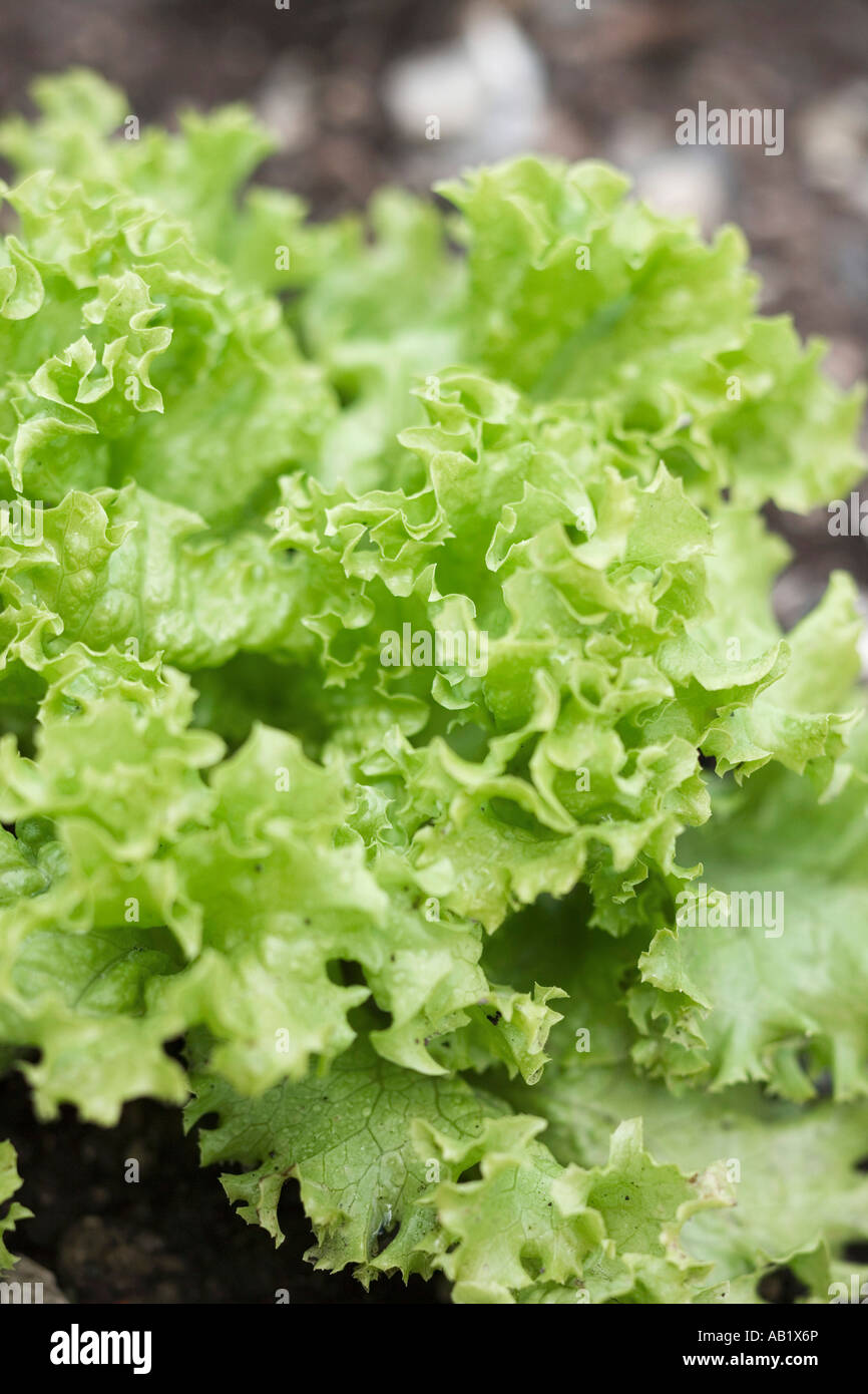 Lollo Biondo im pflanzlichen Bett FoodCollection Stockfoto