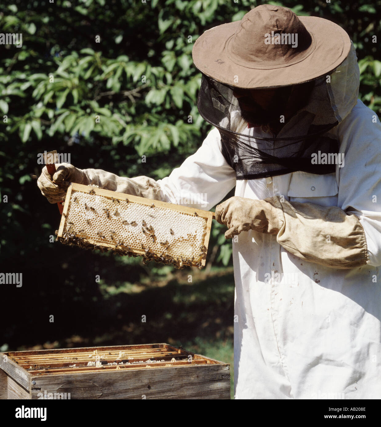 Imker, die Prüfung von flachen Rahmen der angeschnittene Ärmel Honig aus Super der nationalen Bienenstock Stockfoto