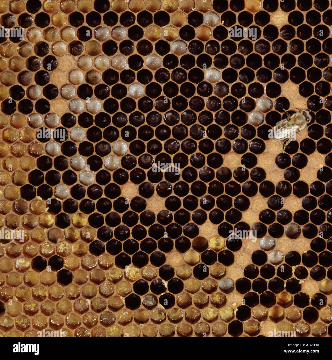 Brutzellen einige angeschnittene Ärmel und einige unbeschränkt mit Larven von Bicton College hive Stockfoto