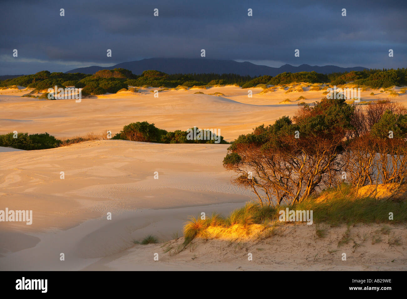 die Henty Dünen nr Strahan Westküste Tasmanien Australien Stockfoto