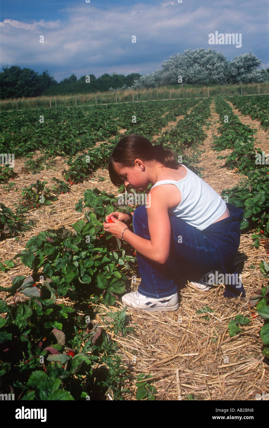 Mädchen pflücken Erdbeeren pflücken Ihre eigene Farm Südwales Ost Stockfoto