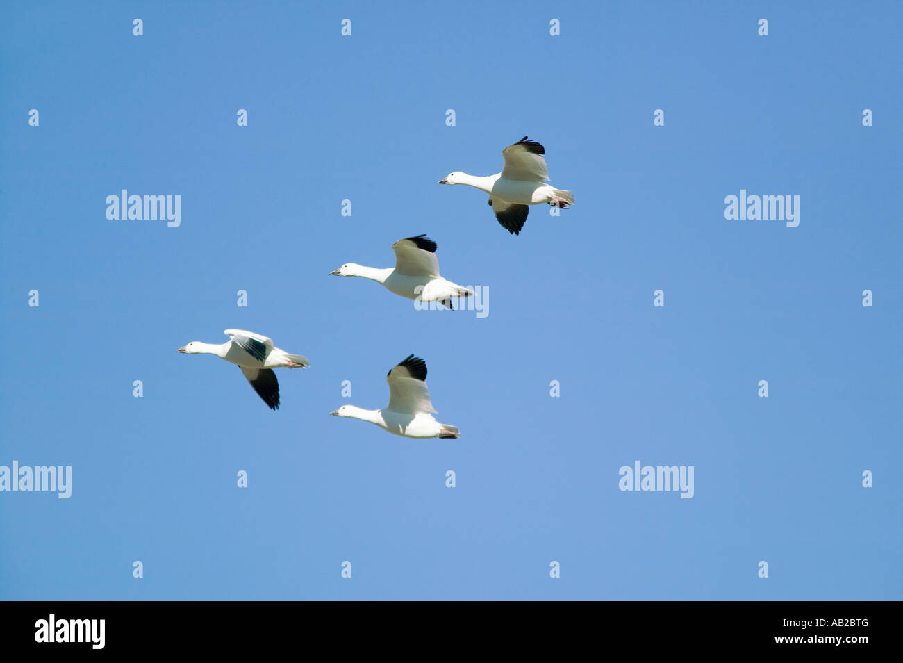 Schneegänse fliegen in Formation über der Bosque del Apache National Wildlife Refuge in der Nähe von San Antonio und Socorro, New Mexico Stockfoto