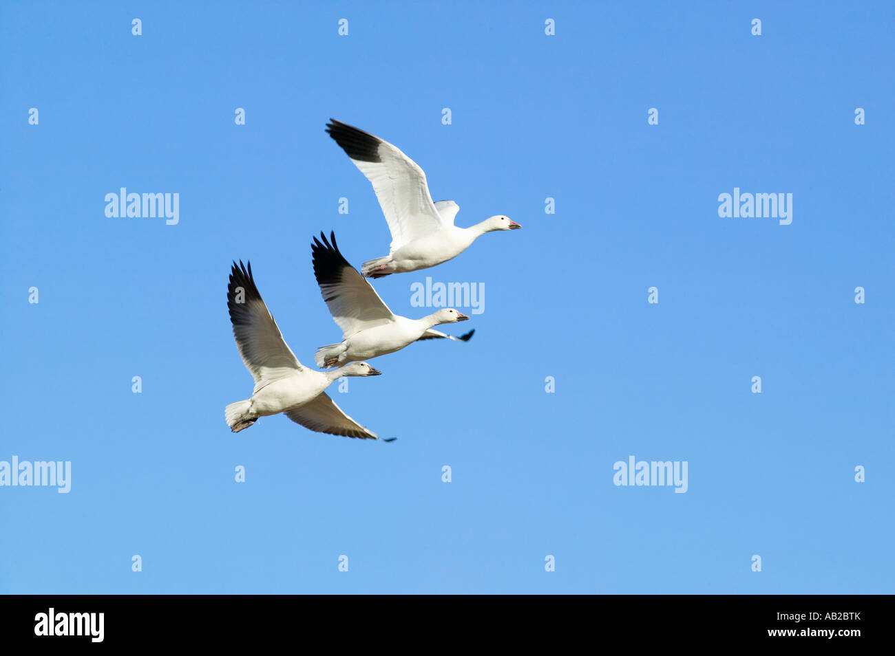 Schneegänse fliegen in Formation über der Bosque del Apache National Wildlife Refuge in der Nähe von San Antonio und Socorro, New Mexico Stockfoto