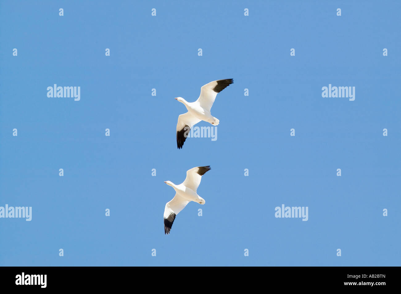 Schneegänse fliegen in Formation über der Bosque del Apache National Wildlife Refuge in der Nähe von San Antonio und Socorro, New Mexico Stockfoto