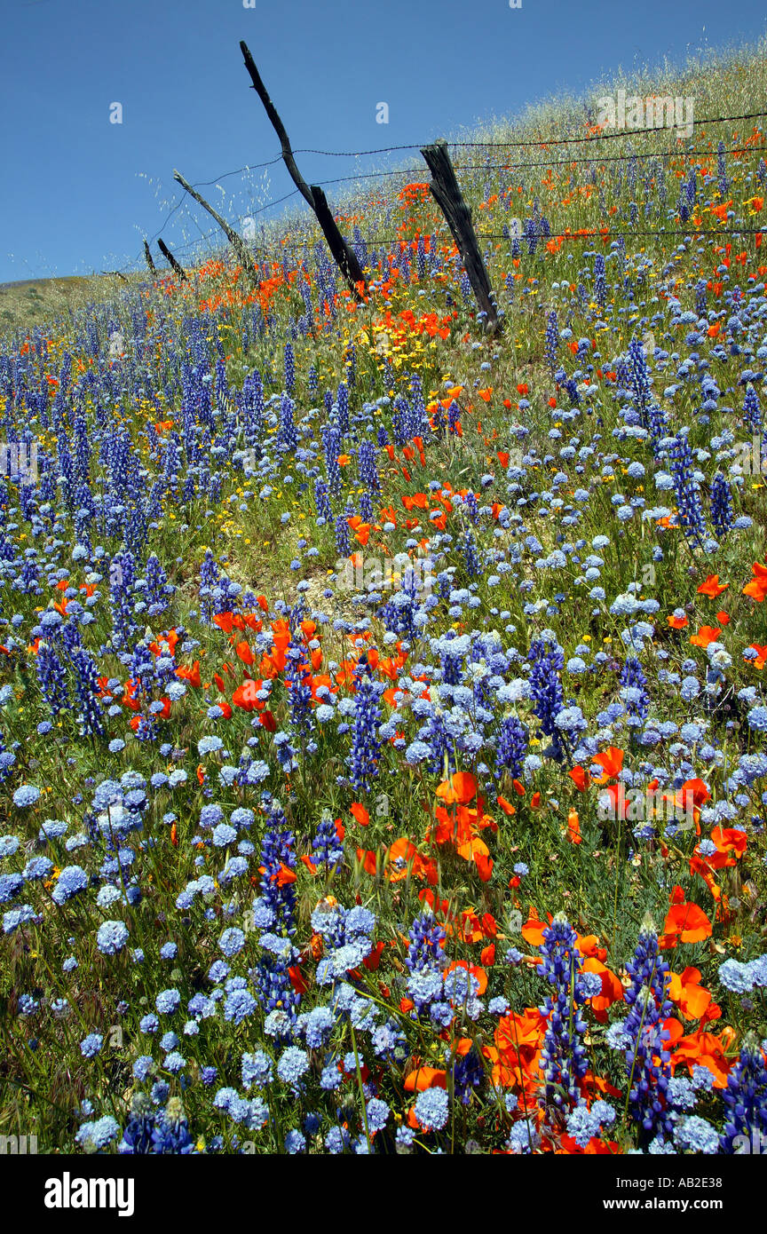 Alten rustikalen Zaun und Bereich der Wildblumen in der Nähe von Gorman California Stockfoto