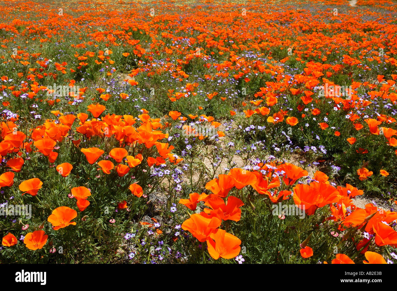 Bereich der California Poppies Antelope Valley California Poppy Reserve Mojave-Wüste Lancaster California Stockfoto