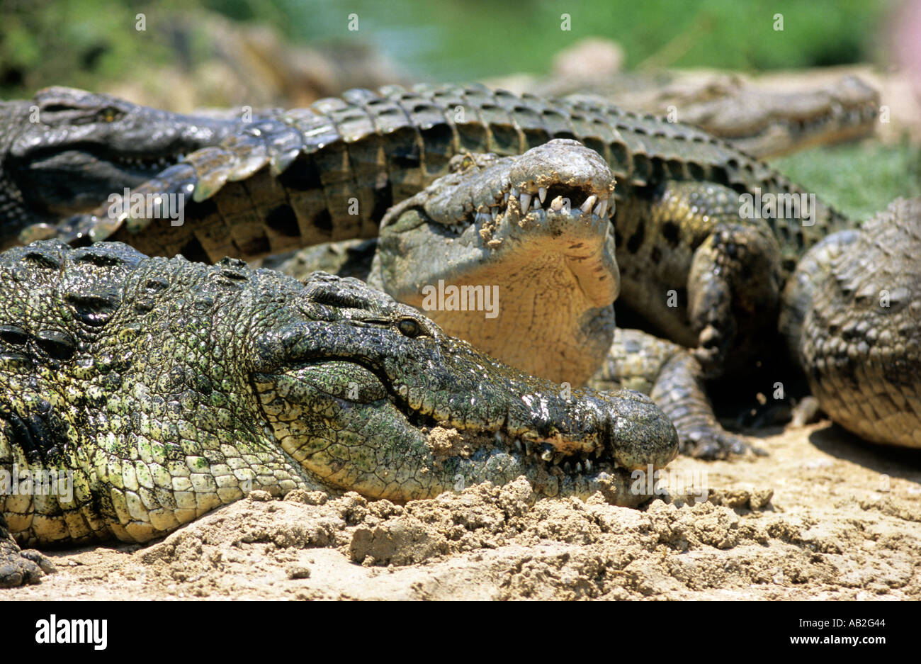 Sambia-Labyrinth Insel Crocs liegend Essen Sand Lake Kariba Krokodil Stockfoto
