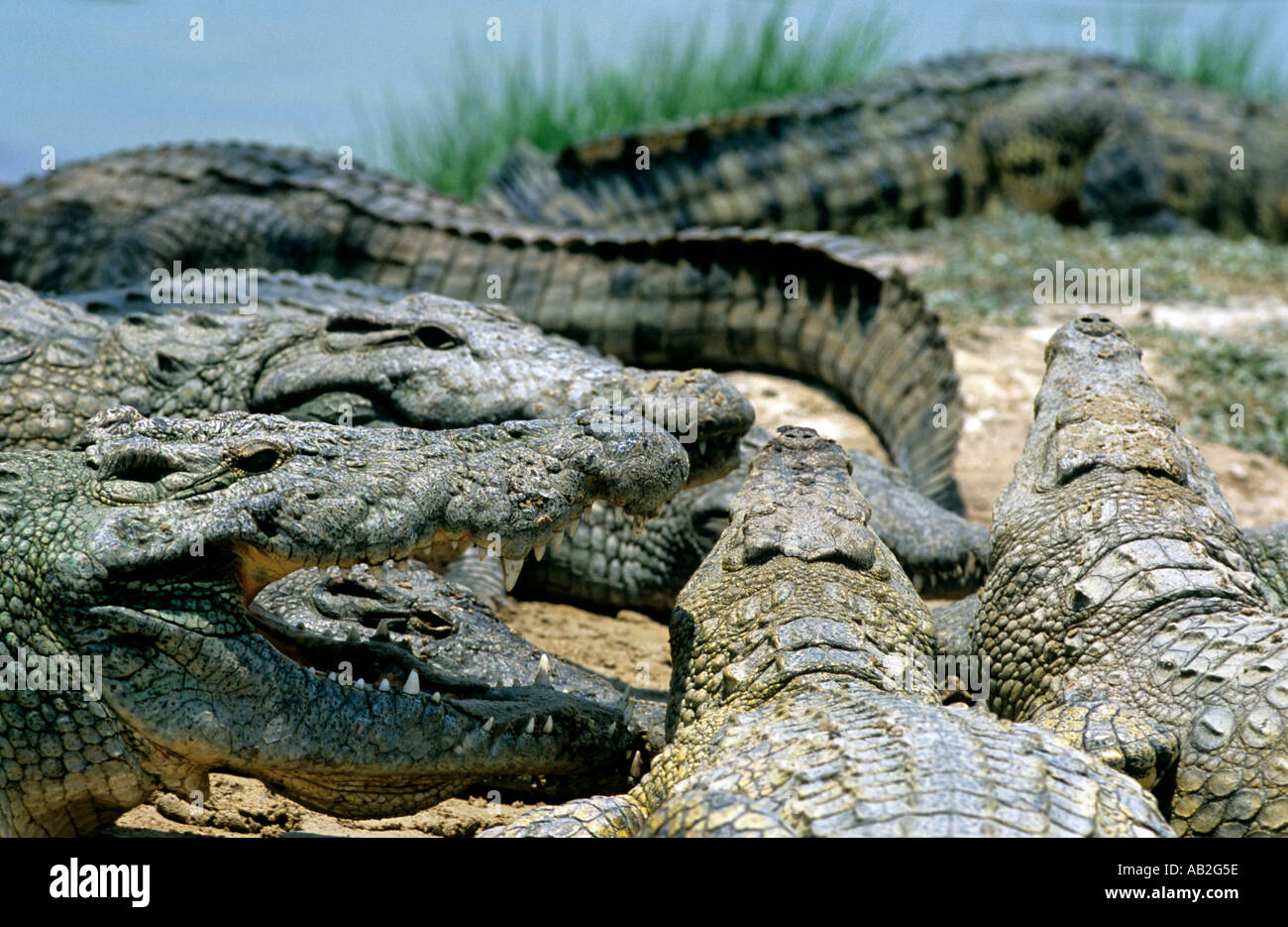 Sambia-Labyrinth Insel Crocs viele liegend, Lake Kariba-Krokodil Stockfoto