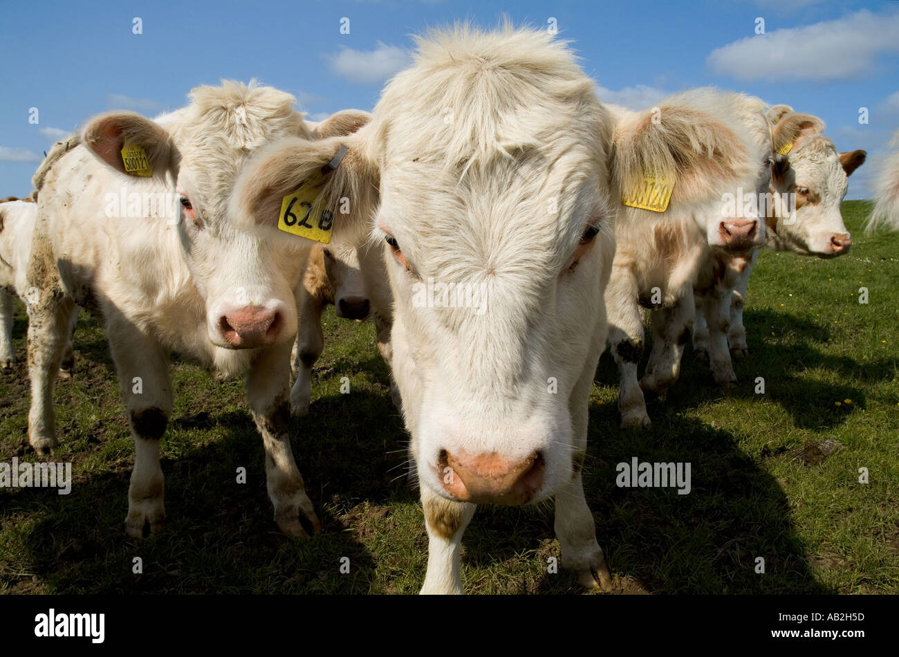 Dh Rindfleisch kühe rinder UK weißen Jungen rind kuh Rinderherde Orkney Schottland bis Bauernhof Gesicht Kopf uk schließen Stockfoto