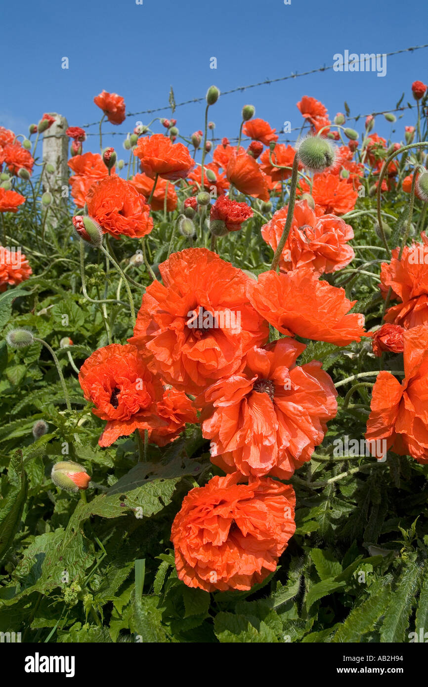 dh POPPY UK Rote wilde Mohnblumen schließen sich an der Seite außerhalb des Feldes an den Straßenrand Blumen blühende Köpfe schließen sich schottland an Stockfoto