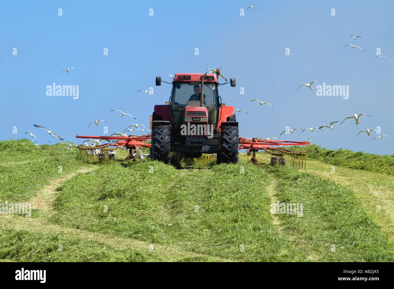 dh Traktor Harken Silage ERNTE UK Gras für die Ernte Möwen Fütterung Scharen Vögel Ackerland in schottland Landwirtschaft Stockfoto