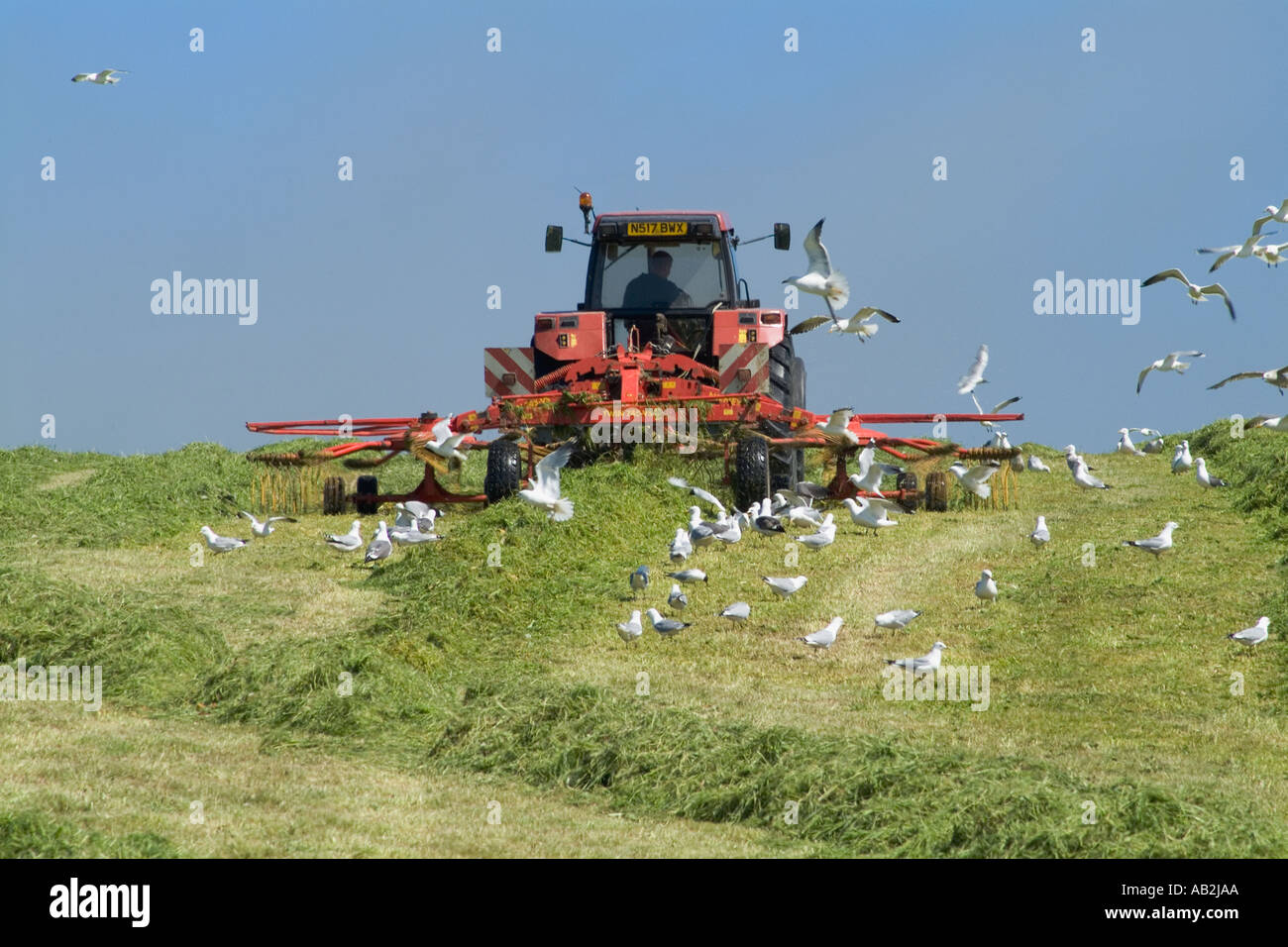 dh Traktor Harken Silage ERNTE UK Schottland Ausrüstung Gras für die Ernte Möwen Fütterung Vögel Flock Bauernhof Feld Maschinen Heu Farmland Stockfoto