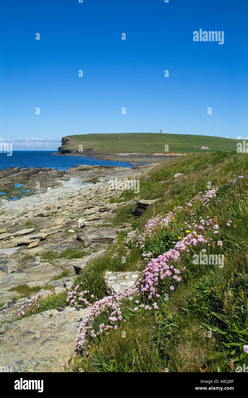 dh Marwick Bay BIRSAY ORKNEY Sea Pinks Thrift Armeria maritima Wilde Blumen Schottland Küste Frühlingsblume Stockfoto