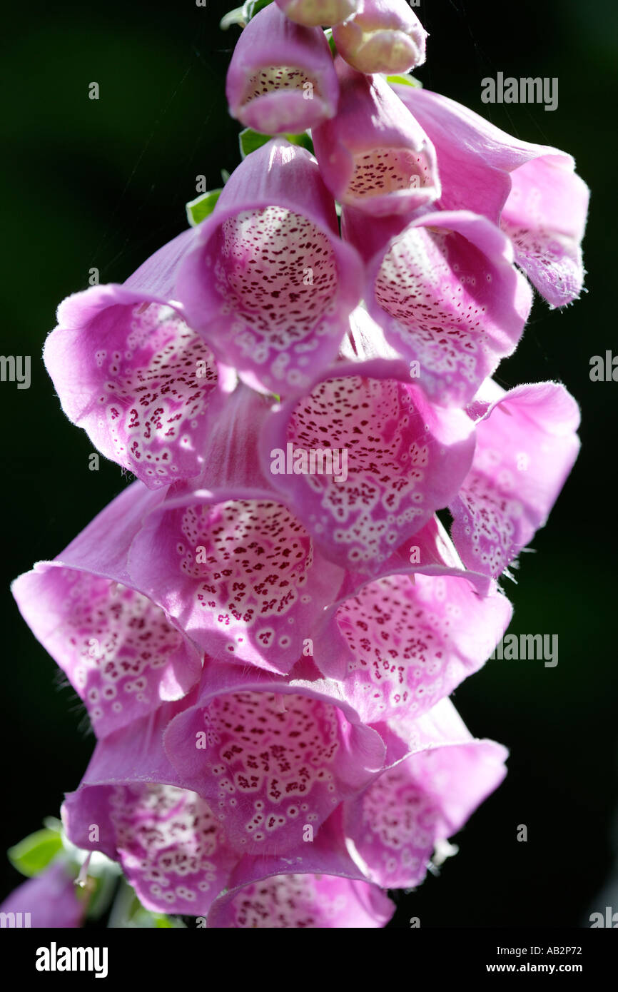 Digitalis Purpurea. Fingerhut Blume Stockfoto