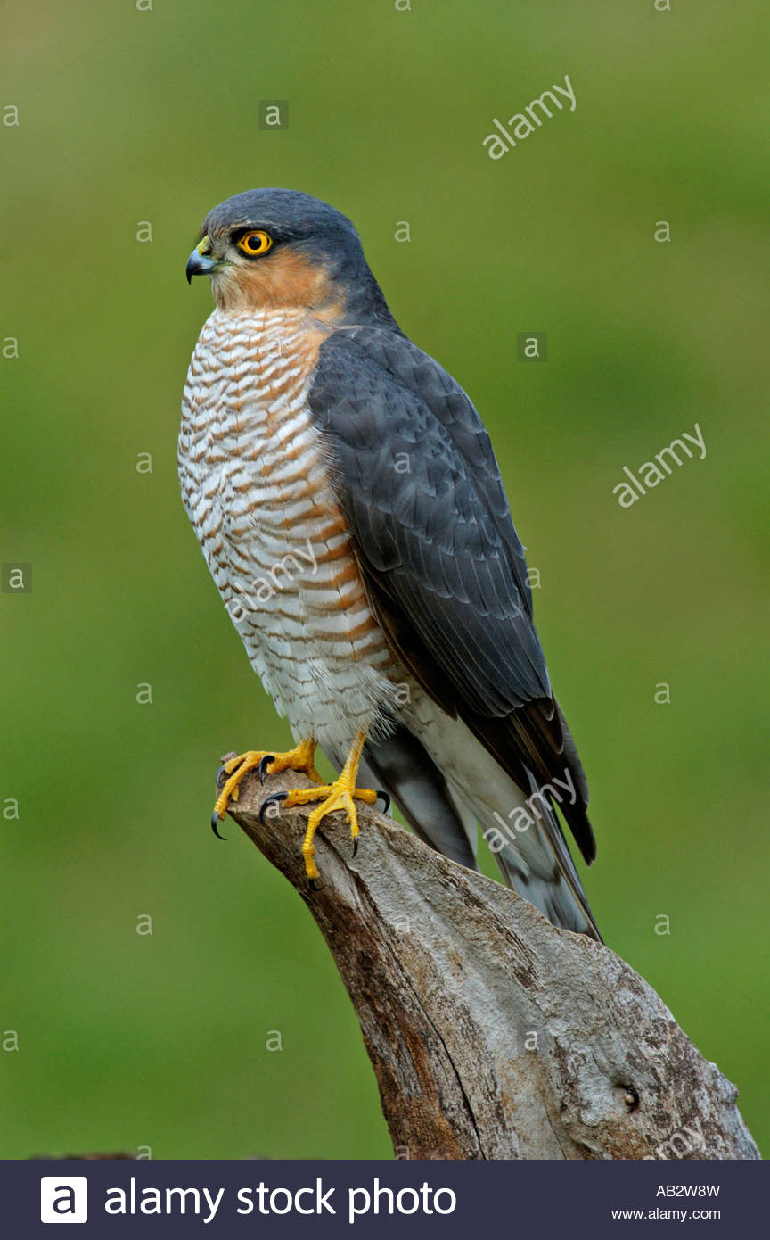 Sperber Männchen Accipiter Nisus nördlichen Sperber männlichen