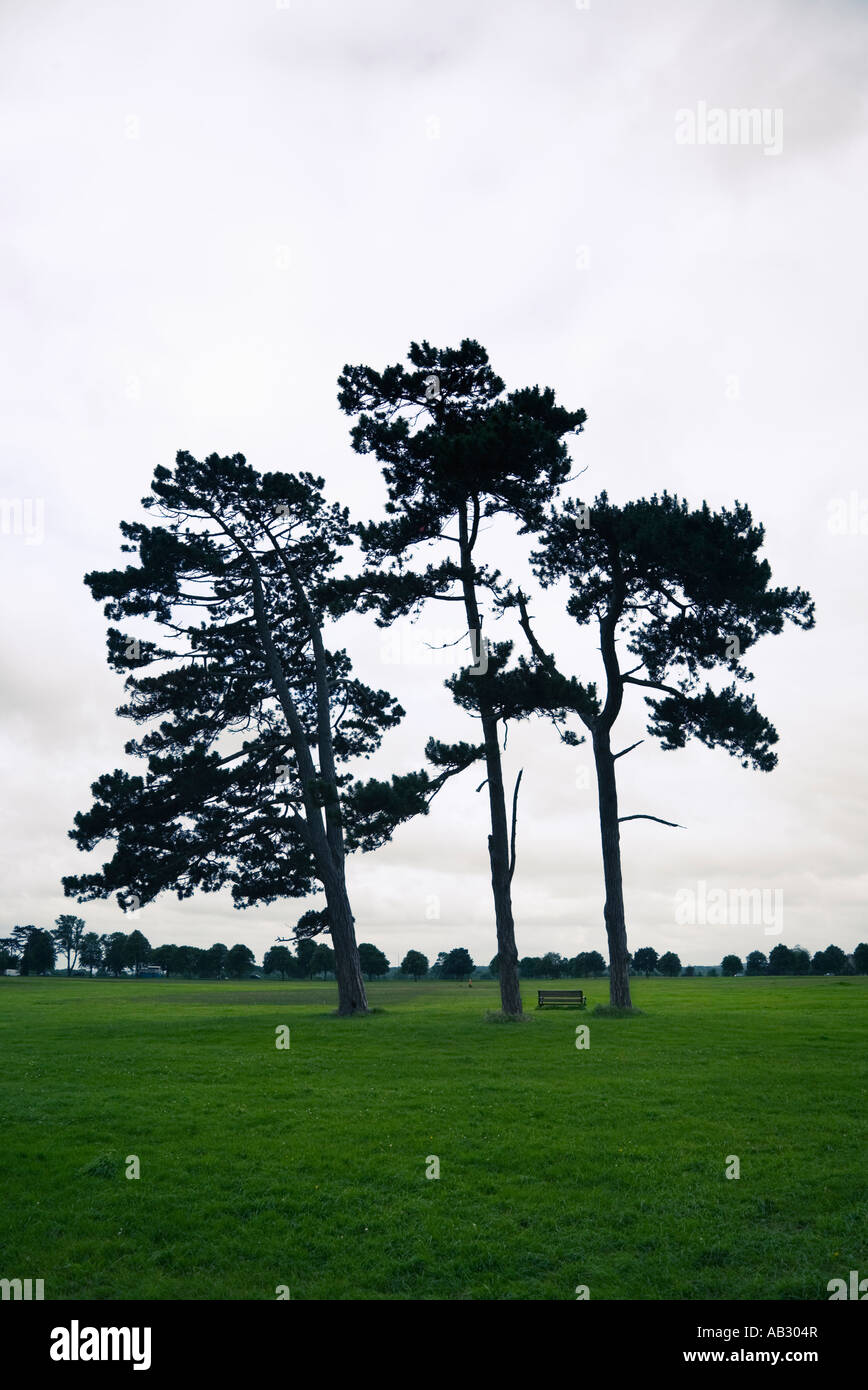 Pinien und Bank auf Durdham Down Bristol England Stockfoto