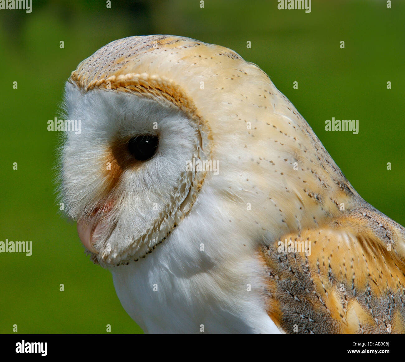 SCHLEIEREULE herzförmige Tyto Alba A Gesicht Buff zurück und Flügel und reinweiß Unterkörper ist die Schleiereule einen unverwechselbaren Raubvogel Stockfoto