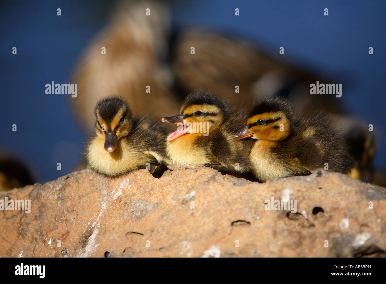 Drei Entenküken mit Mutter im Hintergrund Stockfoto