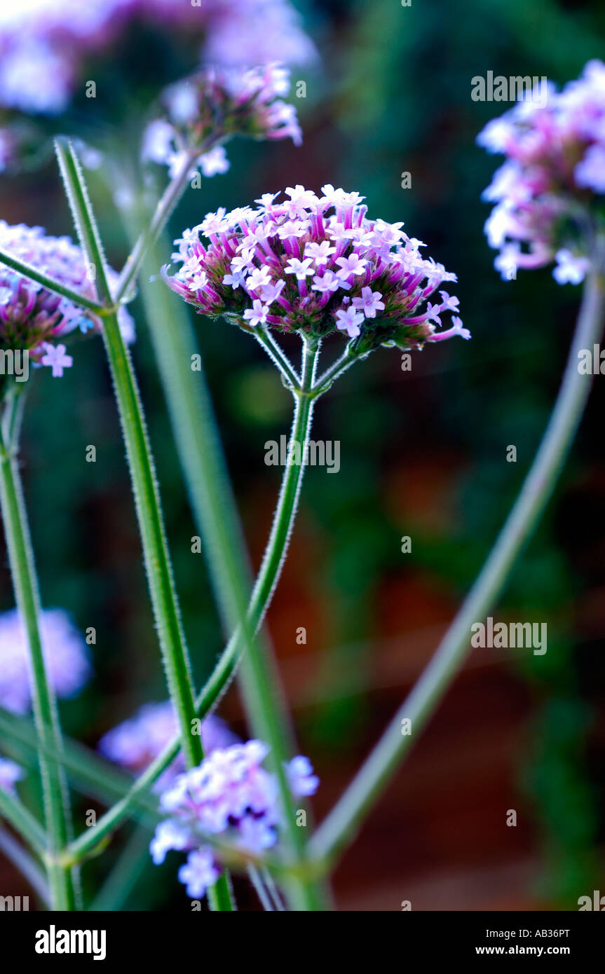 Verbena Bonariensis Stockfoto