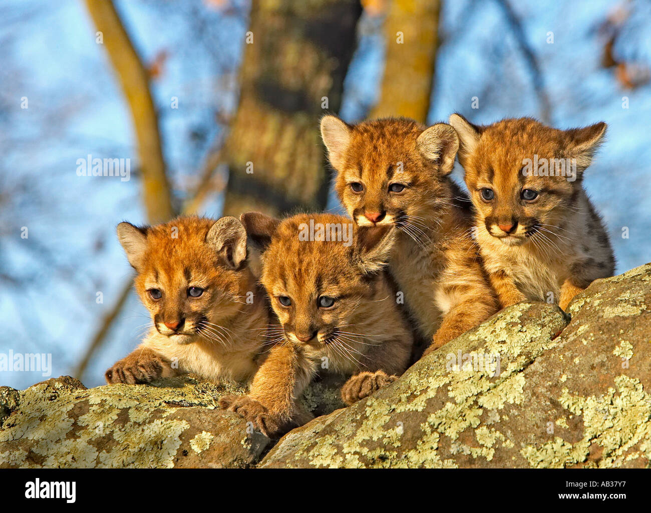 Berglöwe Puma Cougar Felis Concolor Pine County Minnesota USA Stockfoto