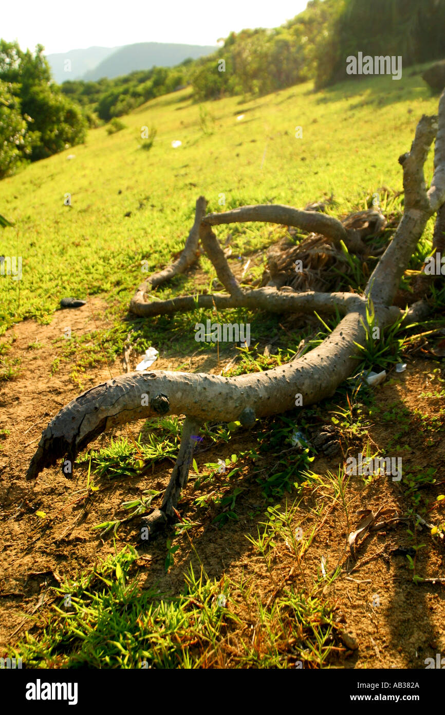 Baum Eidechse Thailand entspannen Wiederherstellung Reisen Stockfoto