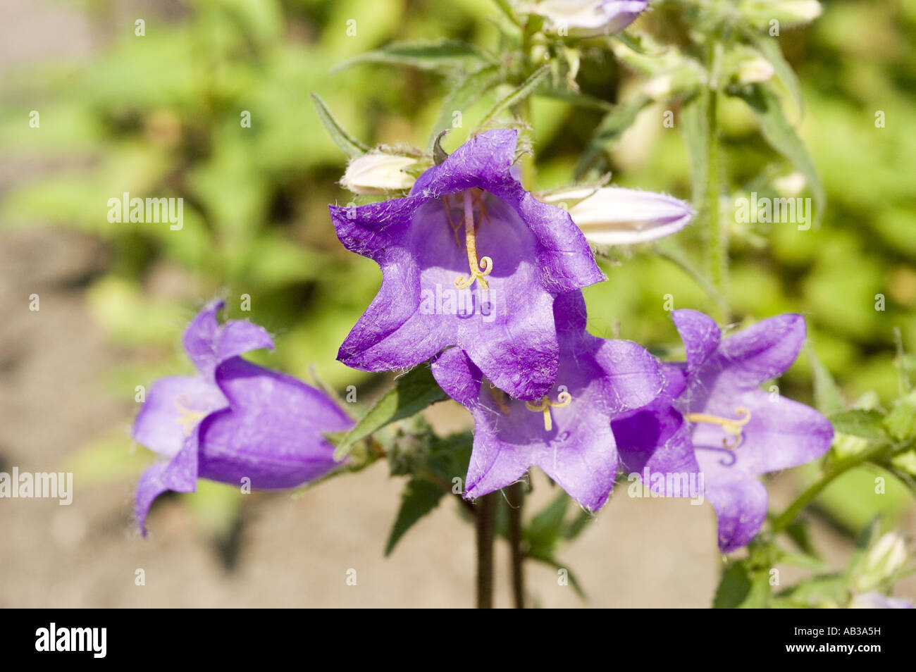 Blau violett Frühlingsblumen Glockenblume - Campanulaceae - Campanula Grossheimii, Europa, Asien Stockfoto