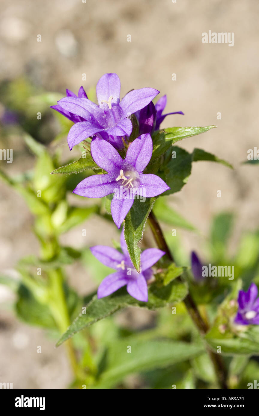 Blau violett Frühlingsblumen Dänen Blut - Campanulaceae - Campanula Glomerata, Europa, Asien Stockfoto