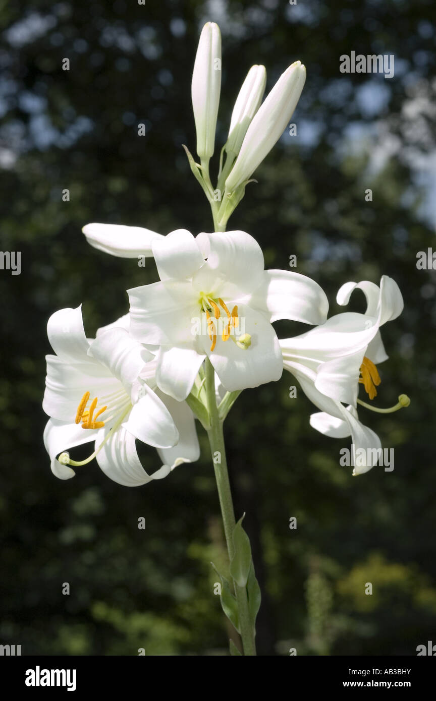 Weisse Frühlingsblume von Madonna Lilie - Liliaceae - Lilium Candidum, Asien Stockfoto