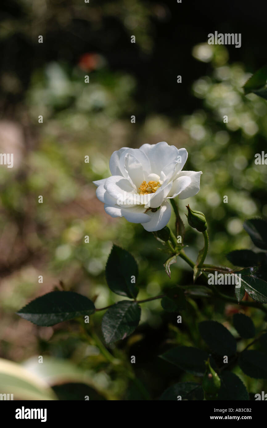 WEIßE ROSE IM GARTEN Stockfoto