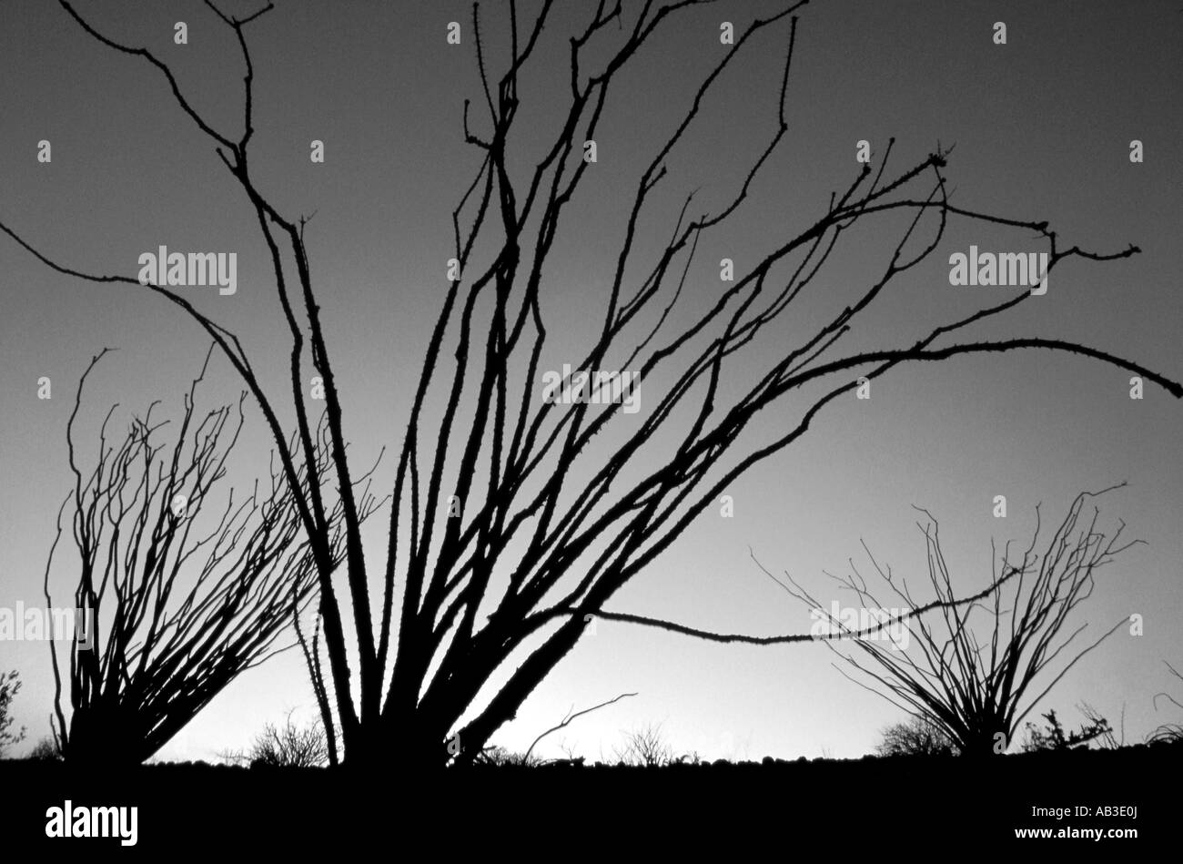 Schwarz / weiß Ocotillo s Anza Borrego Desert State Park Borrego Springs San Diego County in Kalifornien Vereinigte Staaten USA Stockfoto