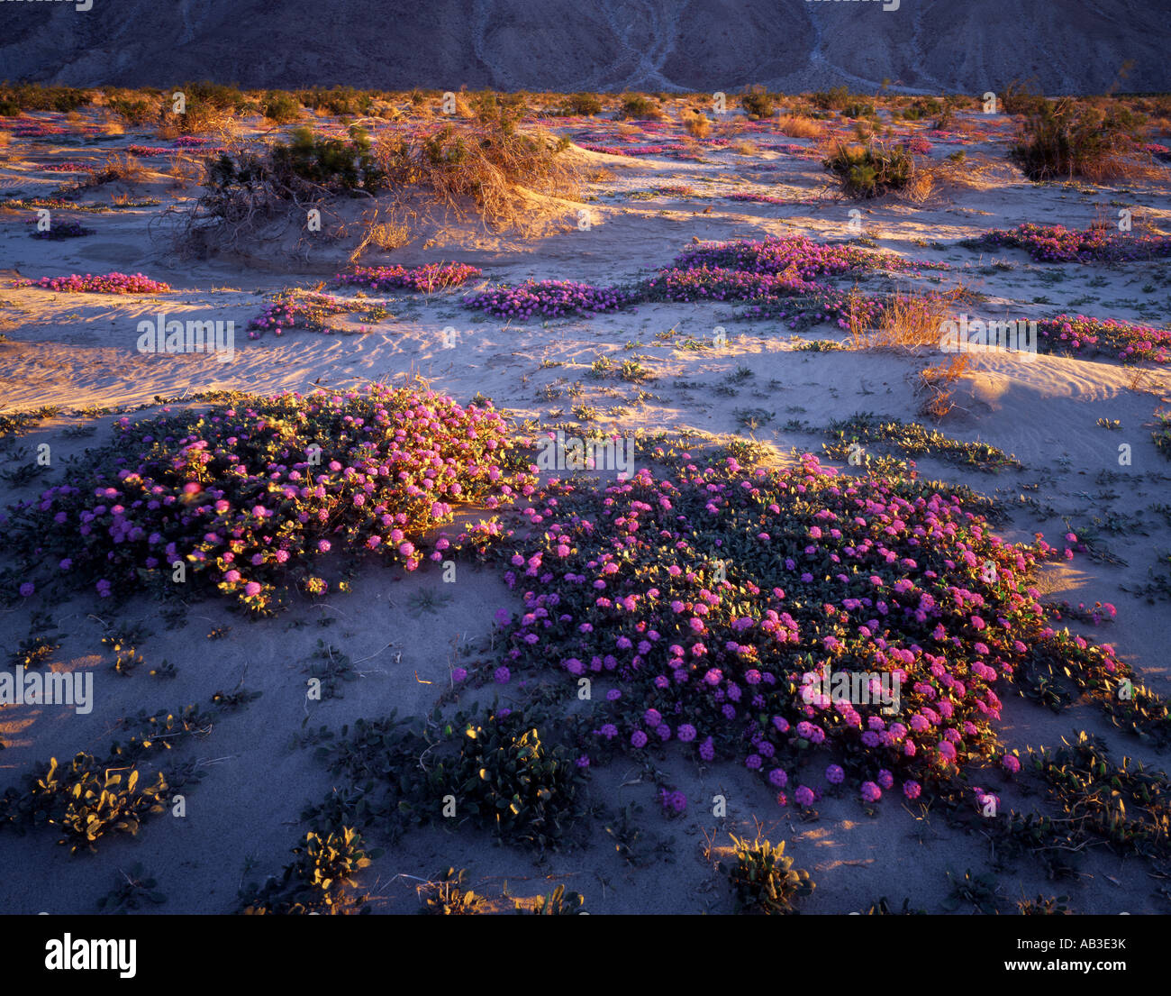 Sand-Verbena und Sanddünen Coyote Canyon Anza Borrego Desert State Park Borrego Springs San Diego County Kalifornien Vereinigte Stat Stockfoto