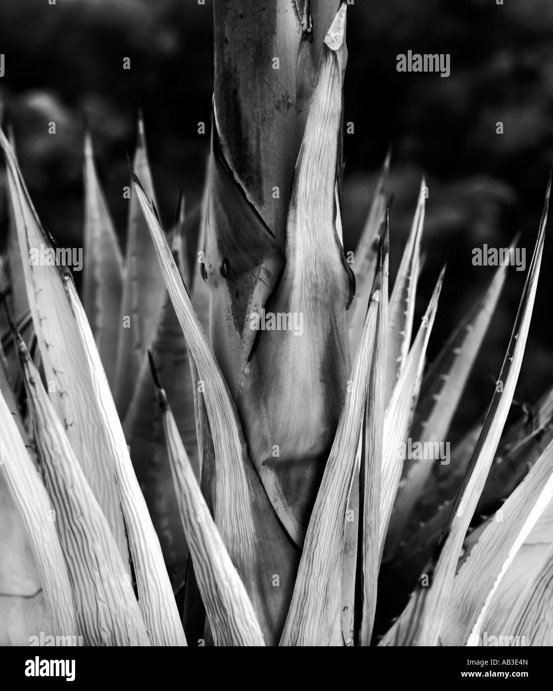 Schwarz / weiß Altern Yucca Anza Borrego Desert State Park Borrego Springs San Diego County Kalifornien Vereinigte Staaten USA Stockfoto