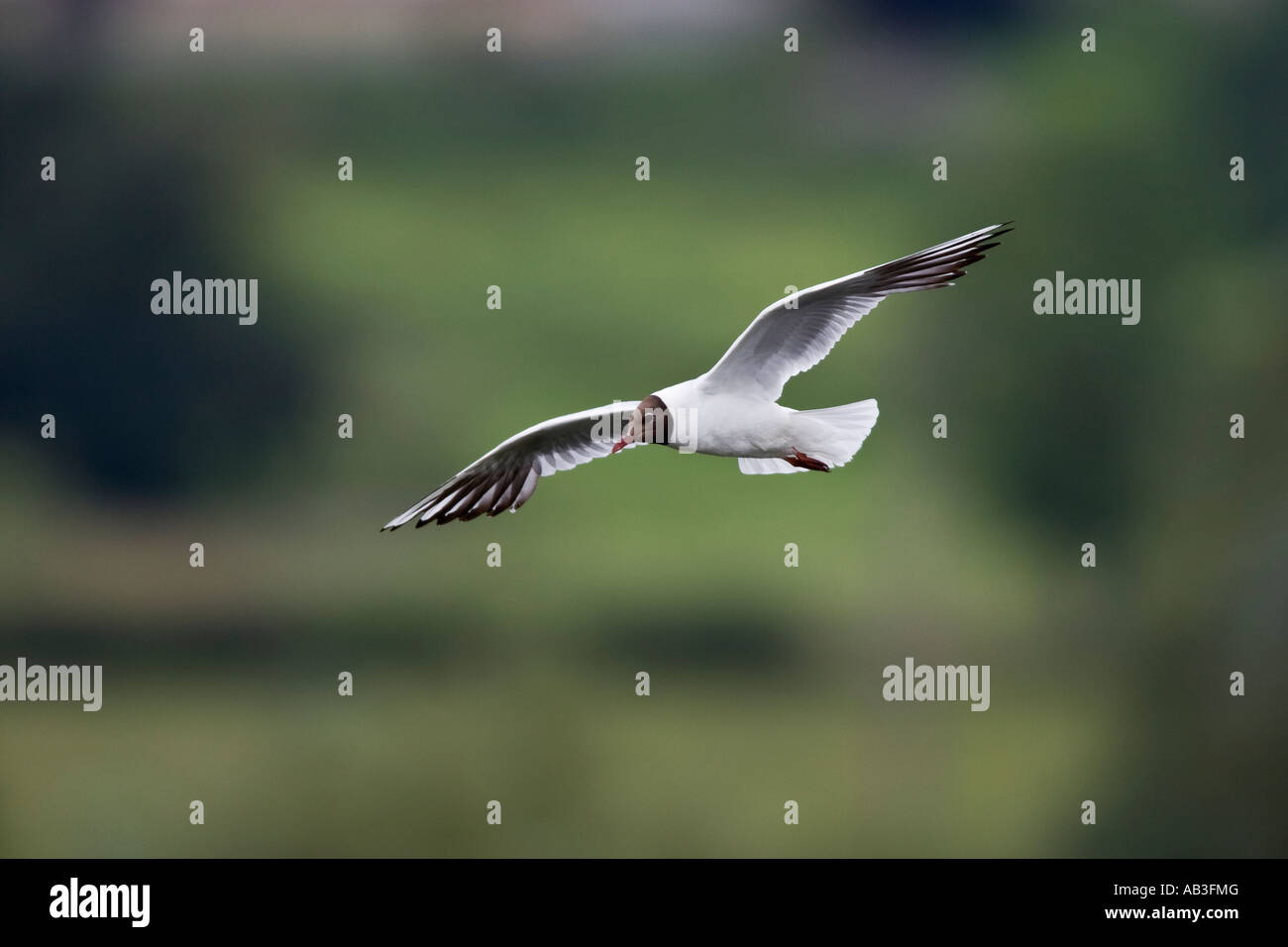 Lachmöwe (Larus Ridibundus) während des Fluges mit Schwerpunkt Ackerland Hintergrund Sommer Leys Northampton Stockfoto
