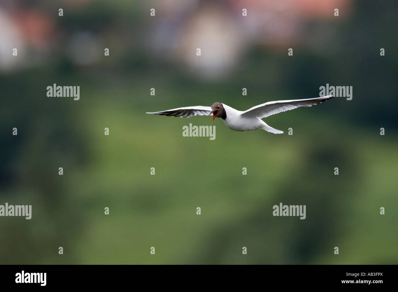 Lachmöwe (Larus Ridibundus) während des Fluges mit Schwerpunkt Ackerland Hintergrund Sommer Leys Northampton Stockfoto