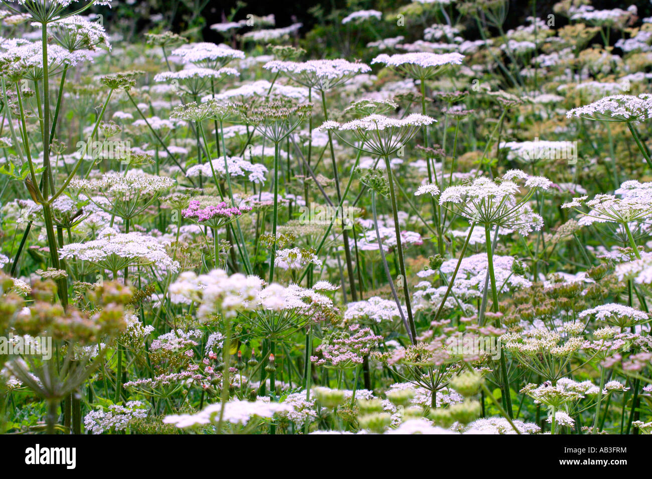 Kuh-Petersilie und Bärenklau Notts Stockfoto