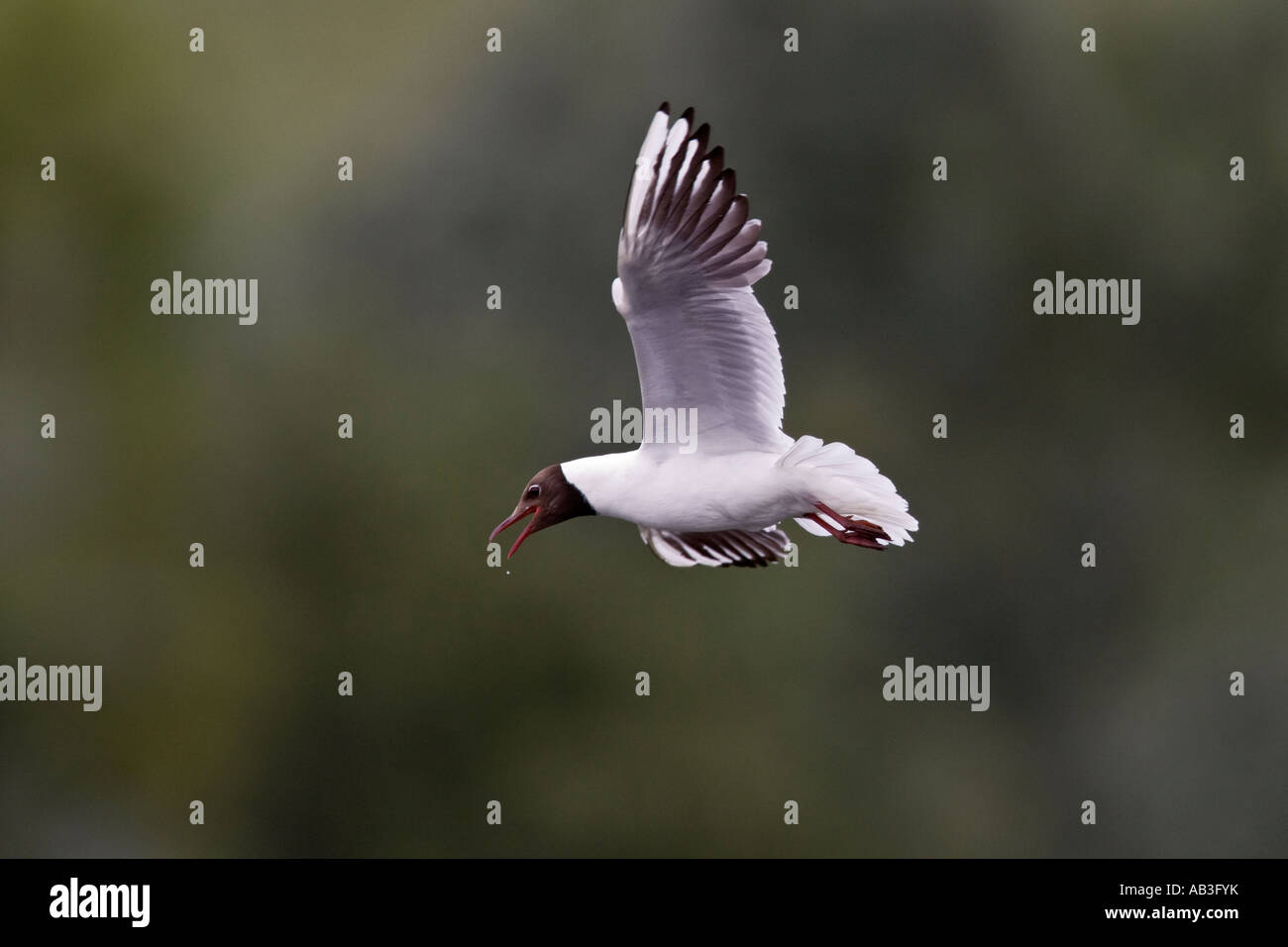 Lachmöwe (Larus Ridibundus) während des Fluges mit Fokus Hintergrund Sommer Leys Northampton Stockfoto